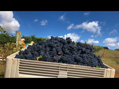 Vintage 18 - First day of picking