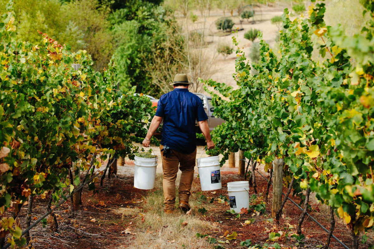 rent a vine membership