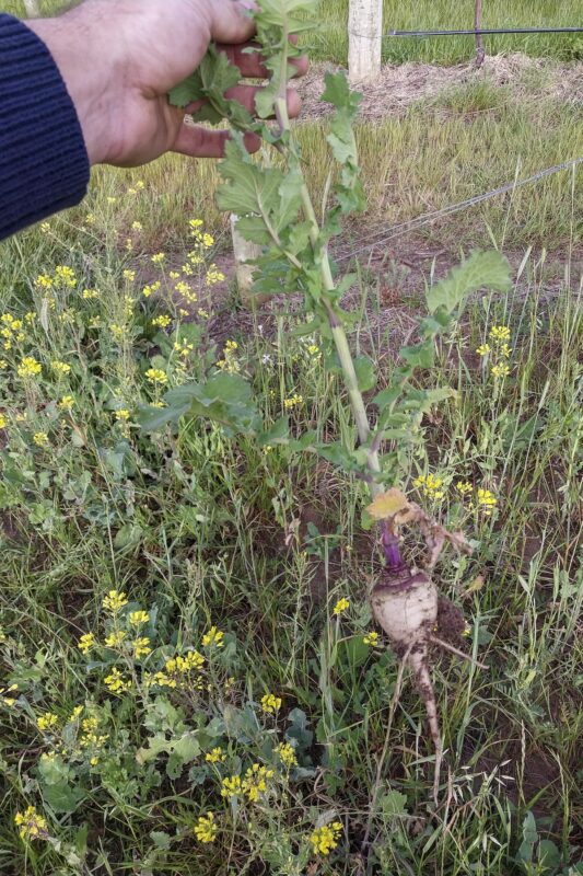 regenerative agriculture in vineyard -panting legumes