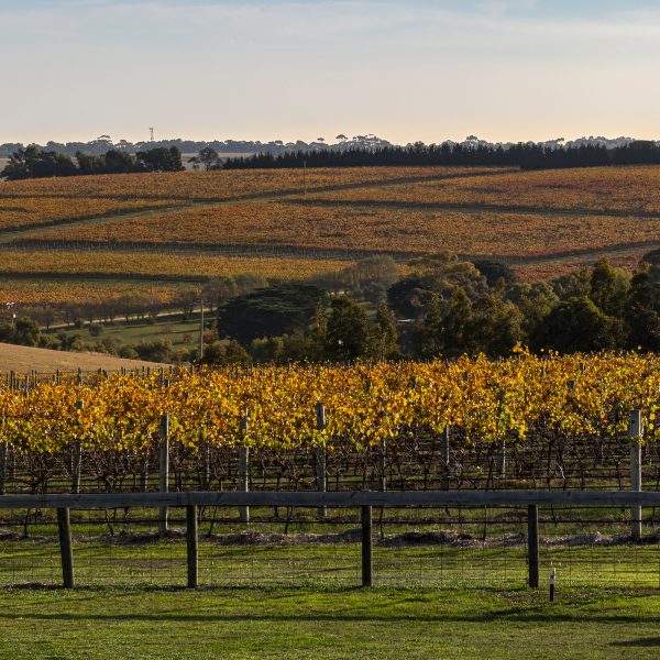 2024-AUSTINS-MAY3-AutumnLandscape-6-SQ